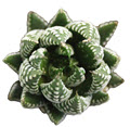 2" Haworthia Super Fasciata